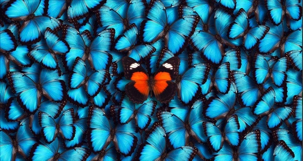 Unique butterfly